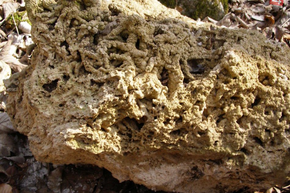 Obrazom: Vzácnosti Slovenského krasu o ktorých možno neviete - skameneliny