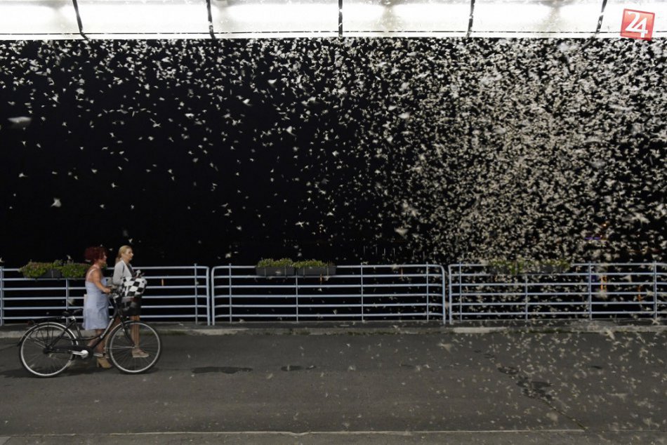 OBRAZOM: V Piešťanoch rozpútali nezvyčajné divadlo. V hlavnej úlohe podenky