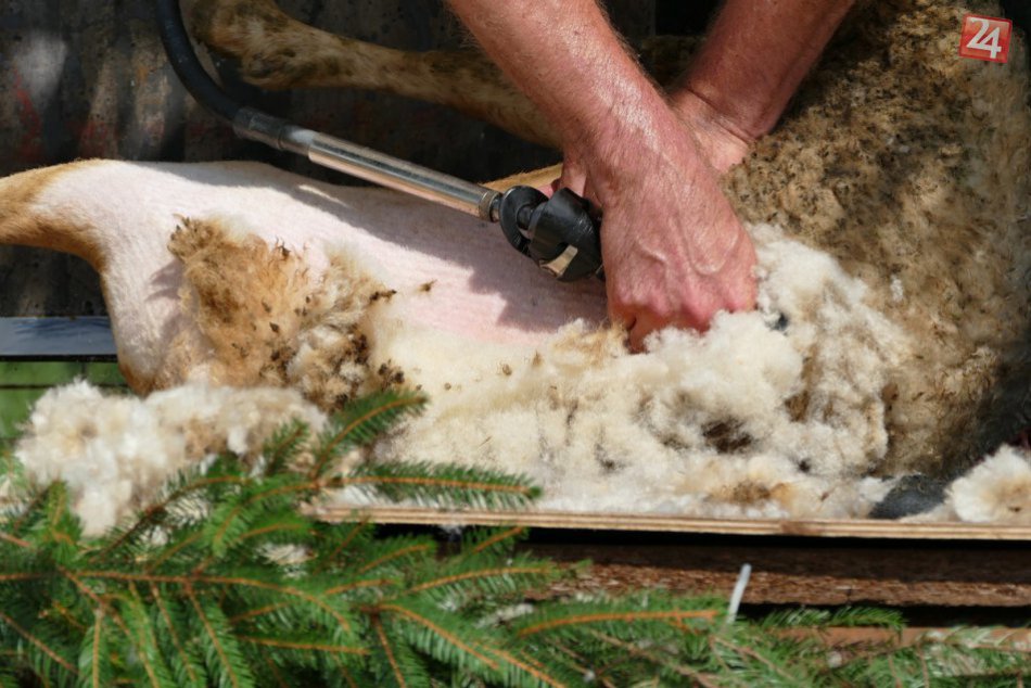 V Dolnom Hričove súťažili v strihaní oviec...