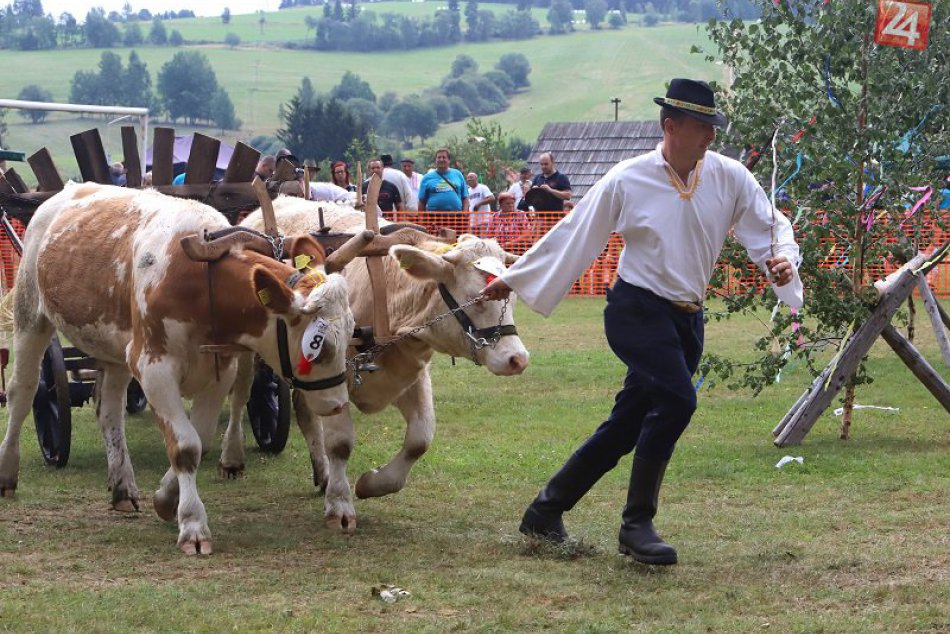 Volské záprahy v Sihle