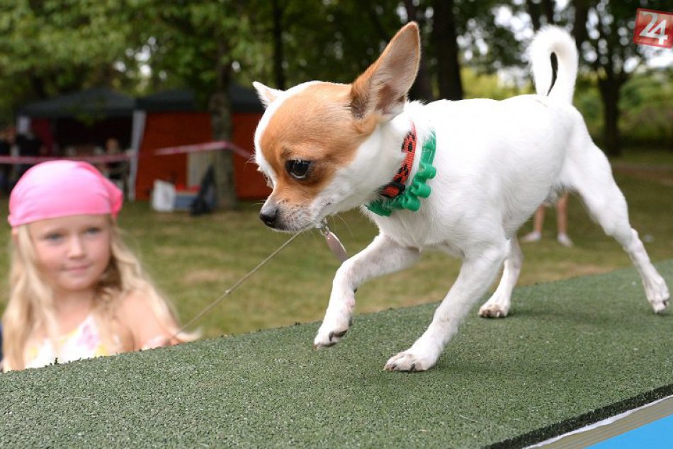Výstava orieškov a nepapierakov v košickom parku Anička 2017