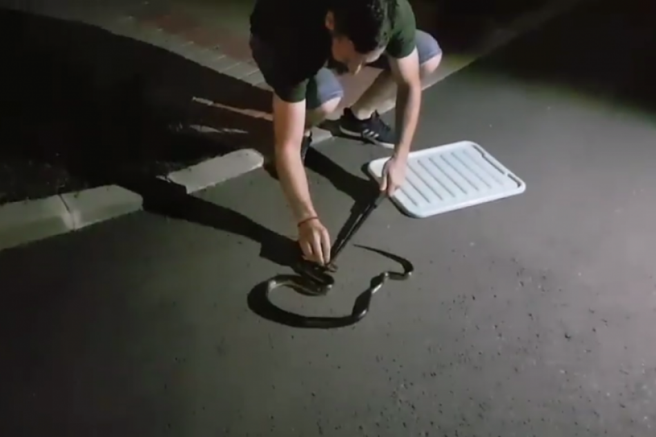 V OBRAZOCH: Na zvolenskom sídlisku sa objavil had