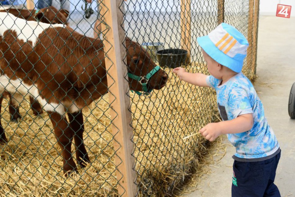 FOTO: Národná výstava hospodárskych zvierat v Nitre
