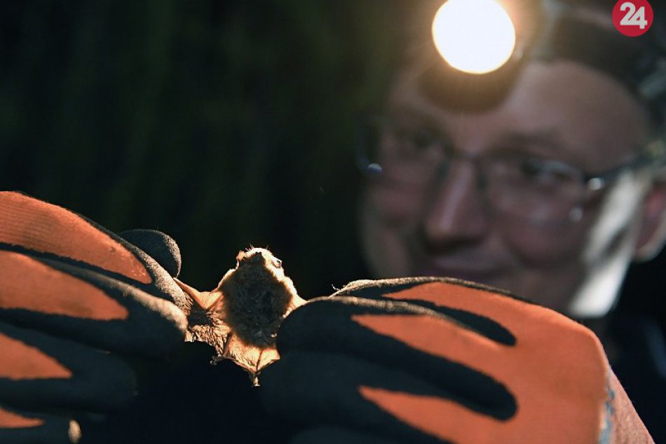 Európska noc netopierov