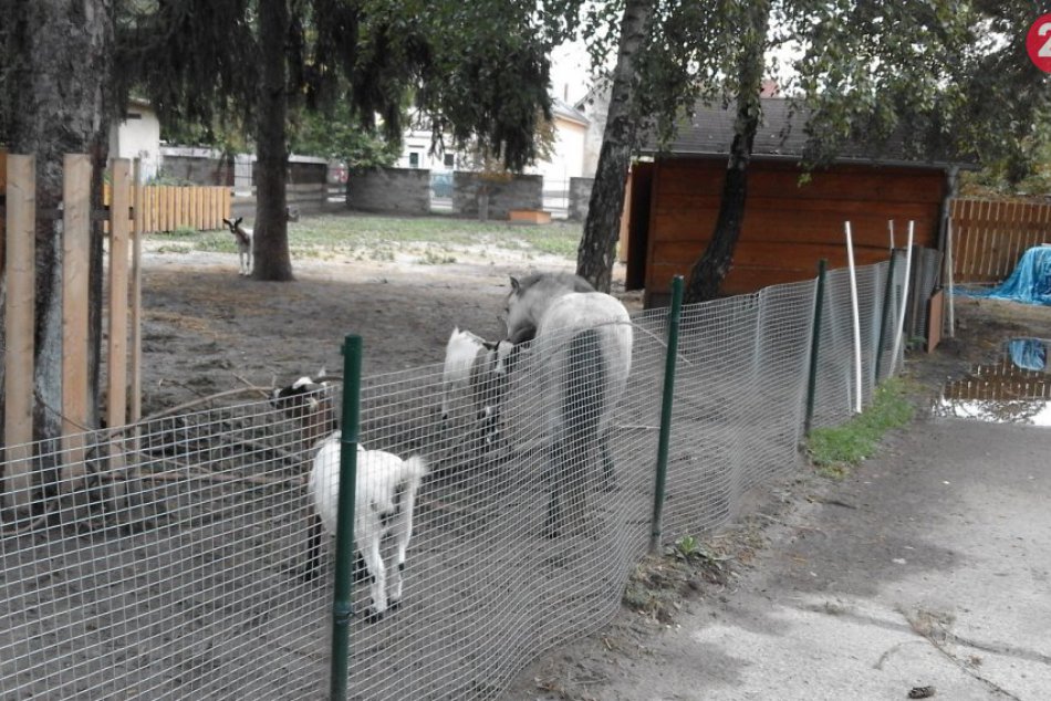 Babičkin dvor v Šali sa rozrástol: Narodili sa tam rozkošné zajace, FOTO