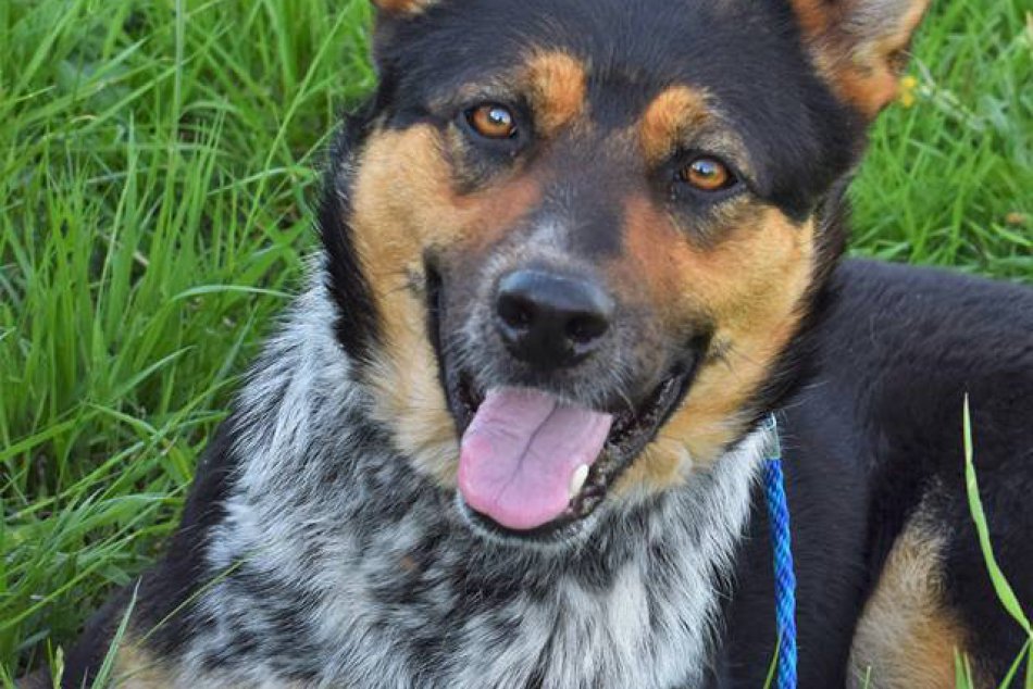 V OBRAZOCH: Psíky zo Zvolena a okolia čakajúce na ľudskú lásku