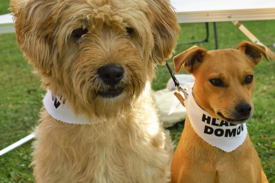 V OBRAZOCH: Deň s útulkáčom na Lunterovom ranči bol plný chlpáčov