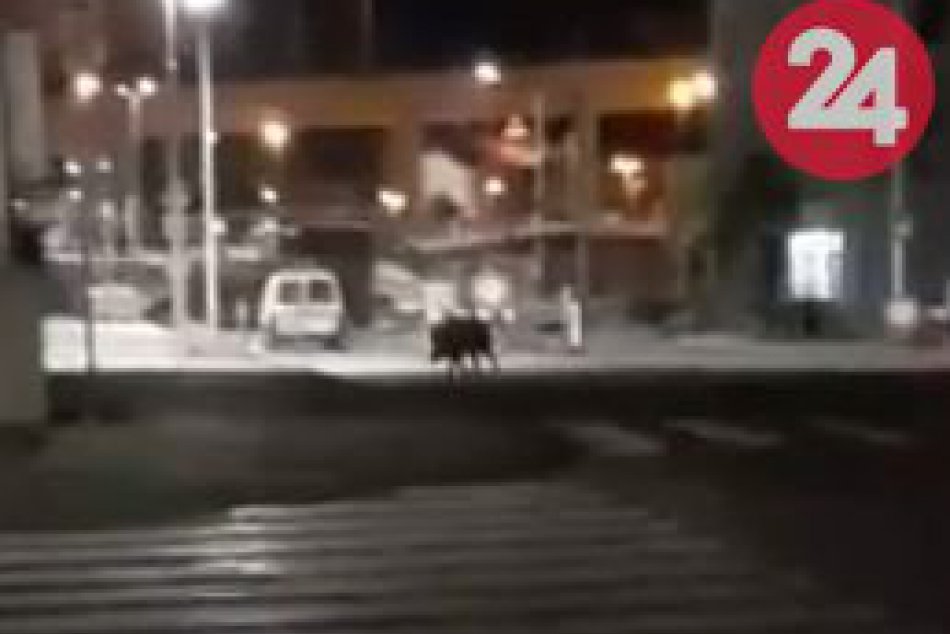 V OBRAZOCH: Diviak si to namieril priamo do centra Bystrice