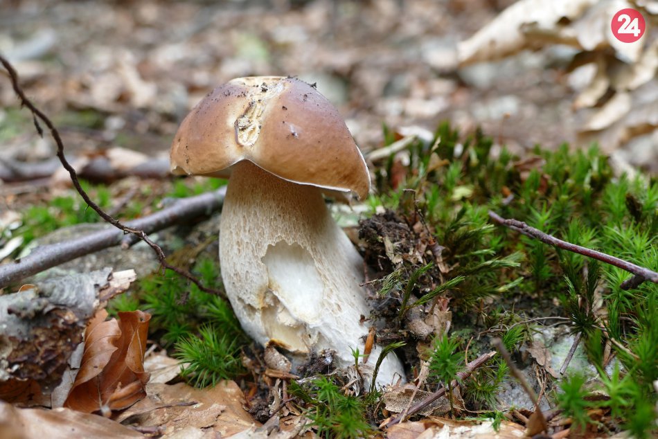 Sezóna lesných zberov