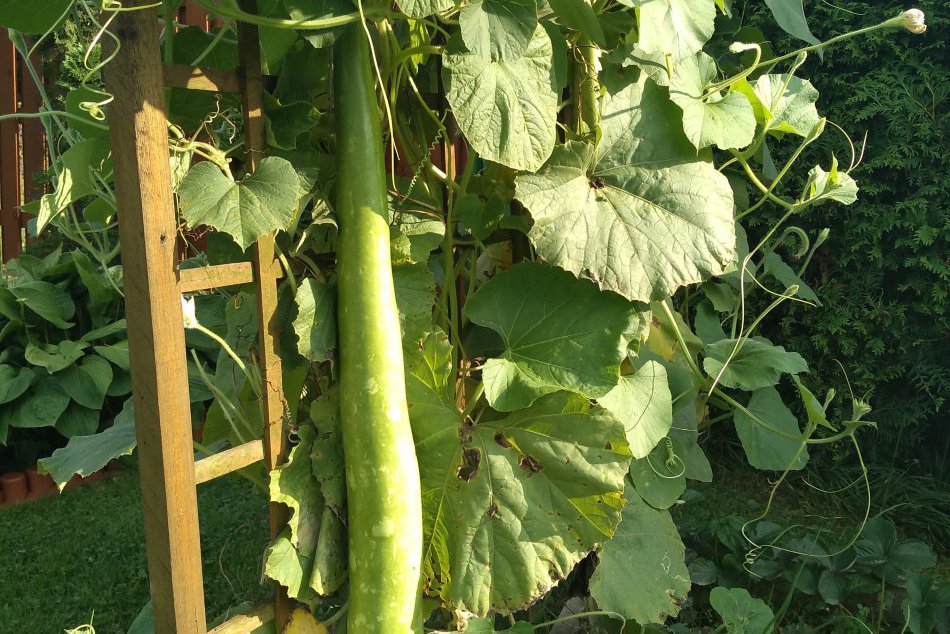 FOTO: Záhradkár z okresu Spišská sa môže pochváliť naozajstnými nevšednosťami!