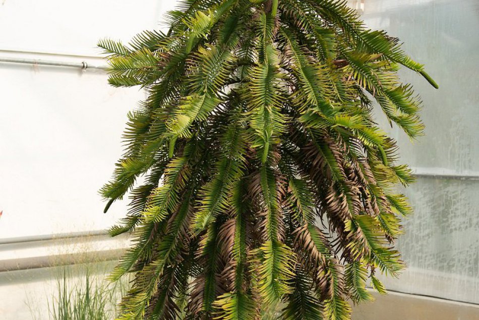 FOTO: Skleníky Botanickej záhrady SPU v Nitre už hrajú farbami a vôňami jesene