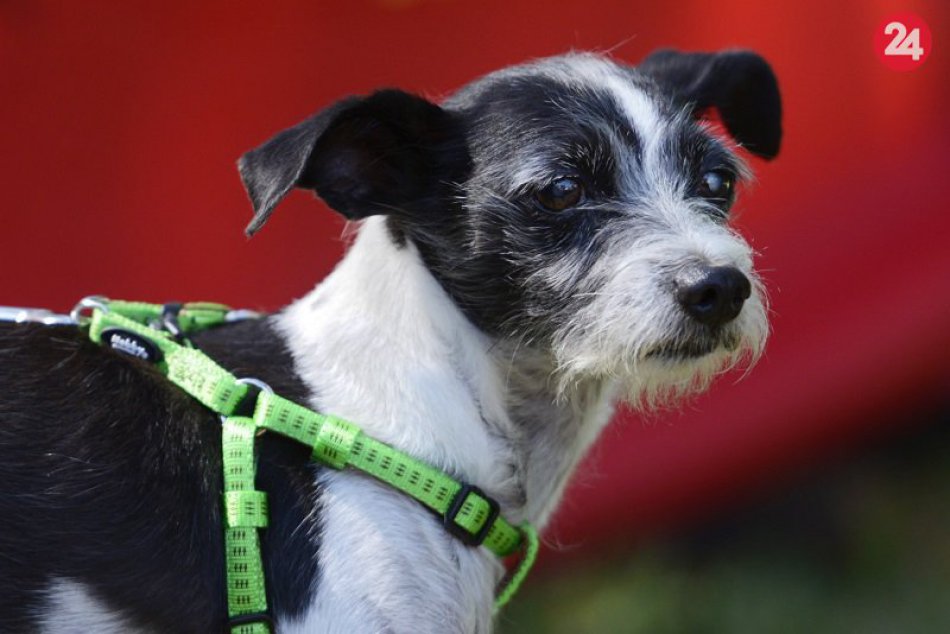 Kúpu zvieratka na Vianoce poriadne premyslite