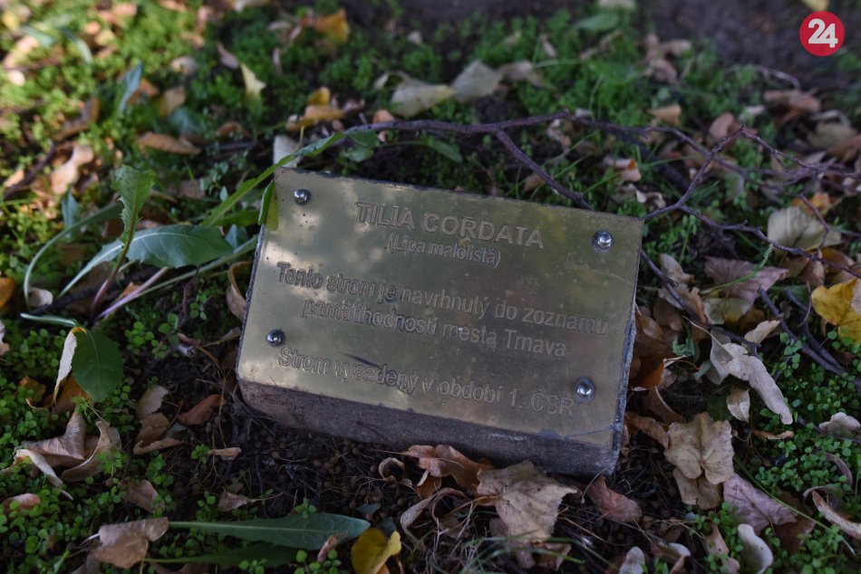 OBRAZOM: Lipa malolistá v Trnave bola  vysadená v období 1.ČSR