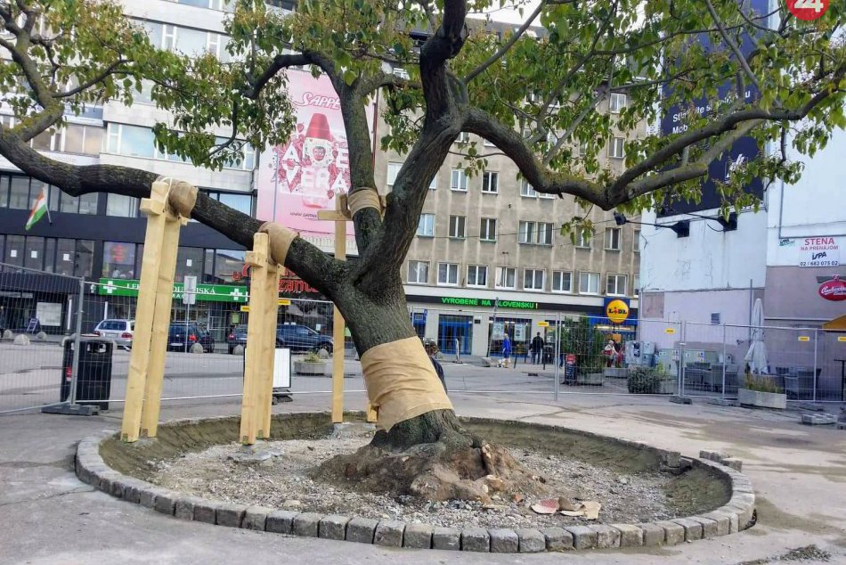 Pavlovnia na Kamennom námestí