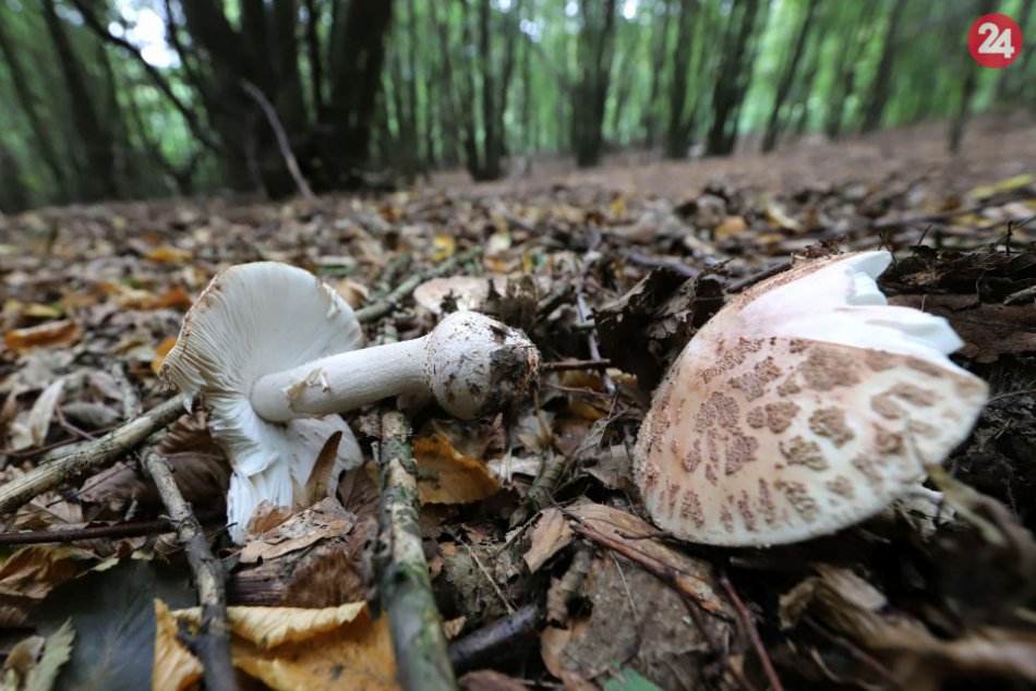 V OBRAZOCH: Hubárska sezóna v lesoch pri Zvolene