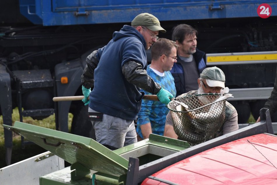 OBRAZOM: Muži sa v Bolerázi popasovali s rybami