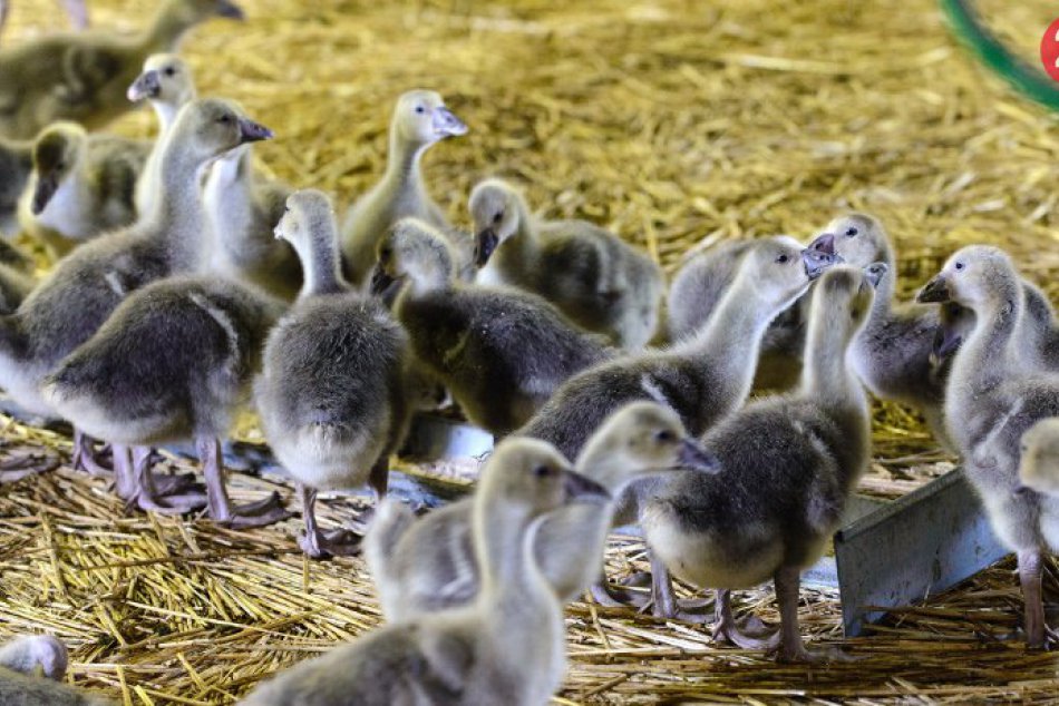 Gazdovský dvor v Branove