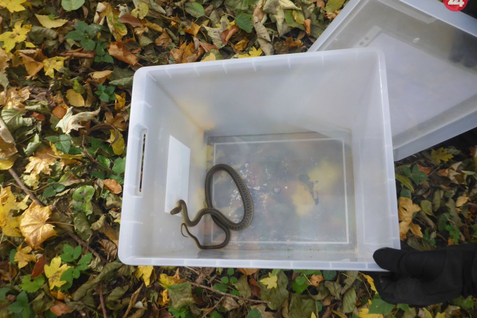 V OBRAZOCH: Had úspešne odchytený mestským policajtom