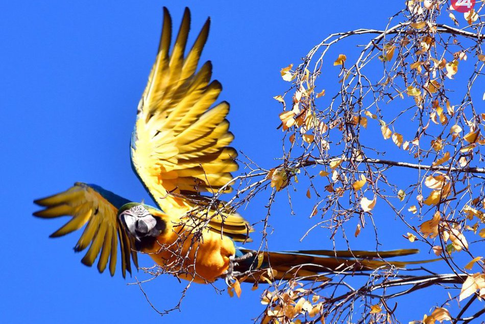 Nad slovenskou obcou lieta exotický operenec