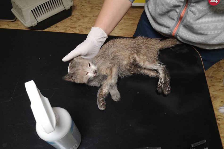 V OBRAZOCH: V centre Bystrice niekto strelil do mačiatka