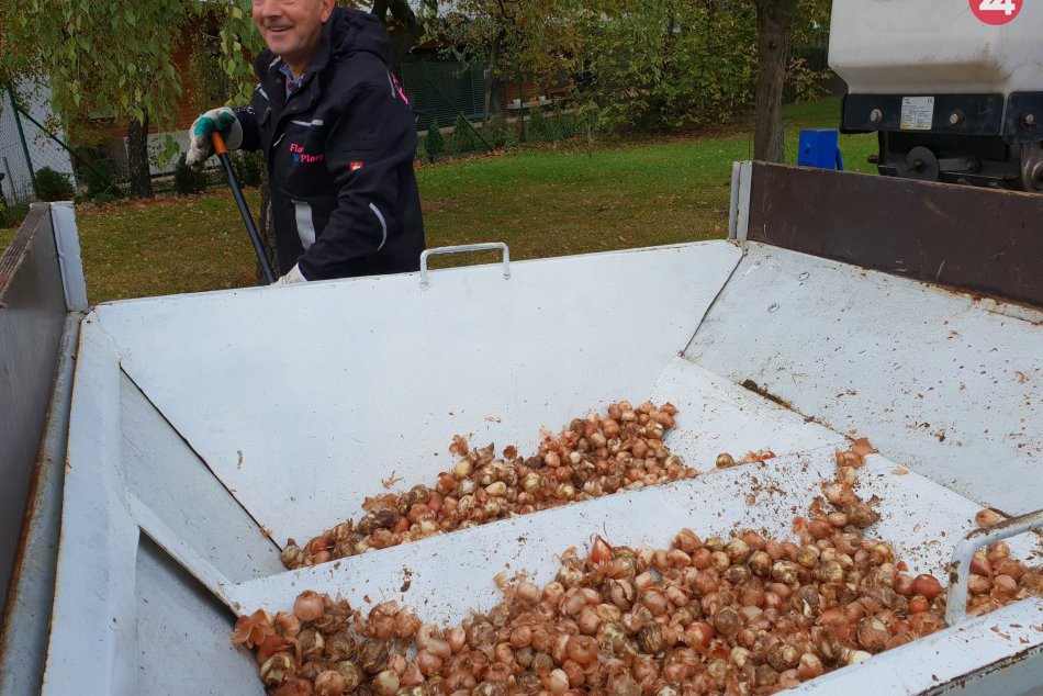 Na jeseň pribudne v Dúbravke ako 130 nových stromov
