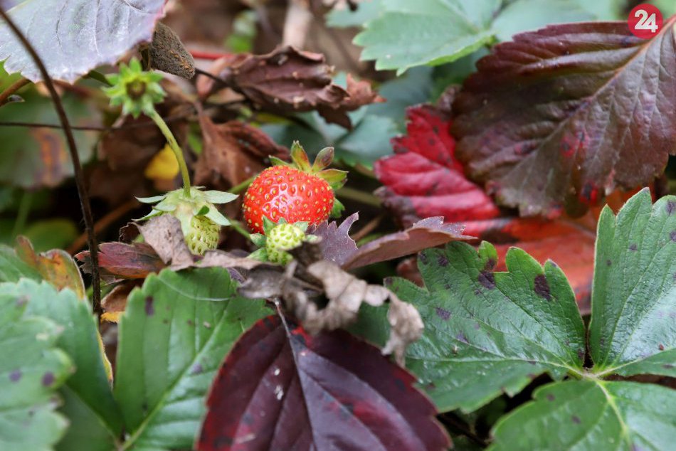 V OBRAZOCH: Vo Zvolene kvitnú kvety a jahody aj v novembri