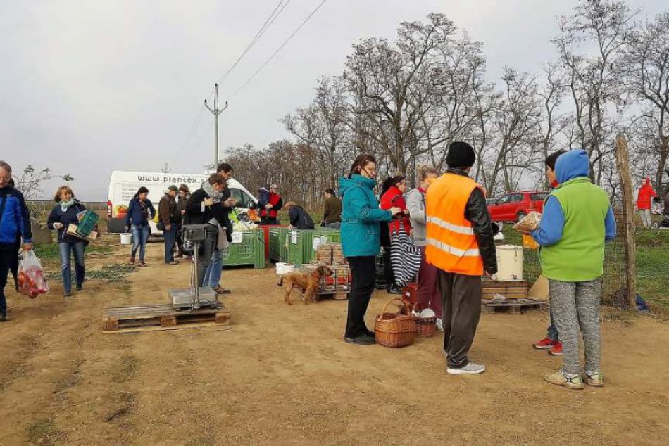 Novembrový samozber jahôd: Zázrak prírody, či novodobá samozrejmosť?