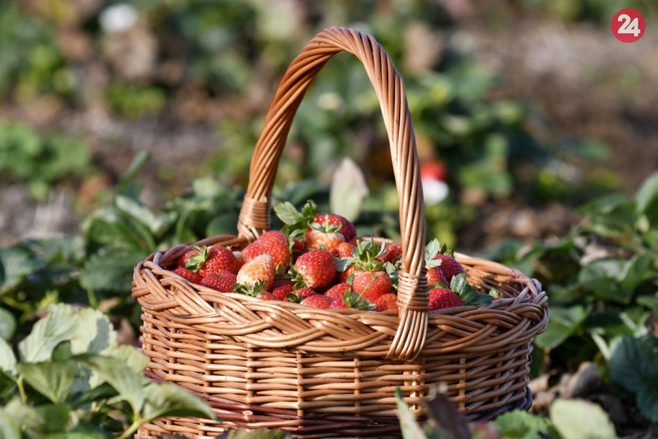KURIOZITA DŇA: Samozber jahôd uprostred novembra je realitou