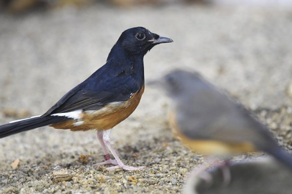 Spevavce v košickej ZOO