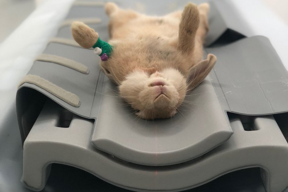 Nové špecializované pracovisko s CT prístrojom pre zvieratá