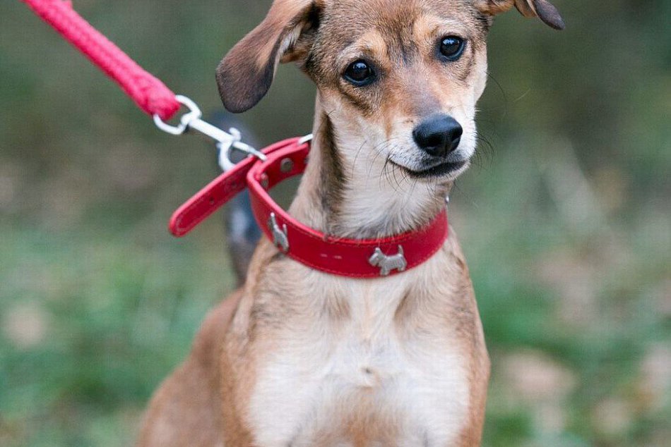 Domáci miláčikovia