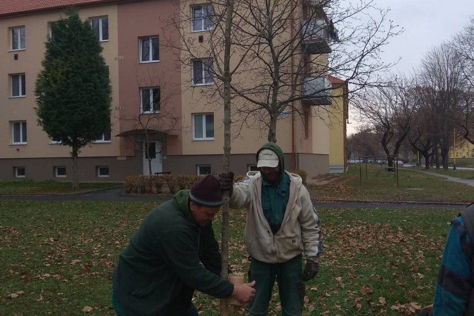 V OBRAZOCH: V metropole Šariša aktuálne sadia vyše 300 stromov a krov