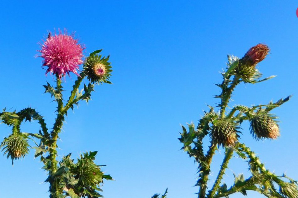 Obrazom: Mrazivé FOTO zo Silickej planiny