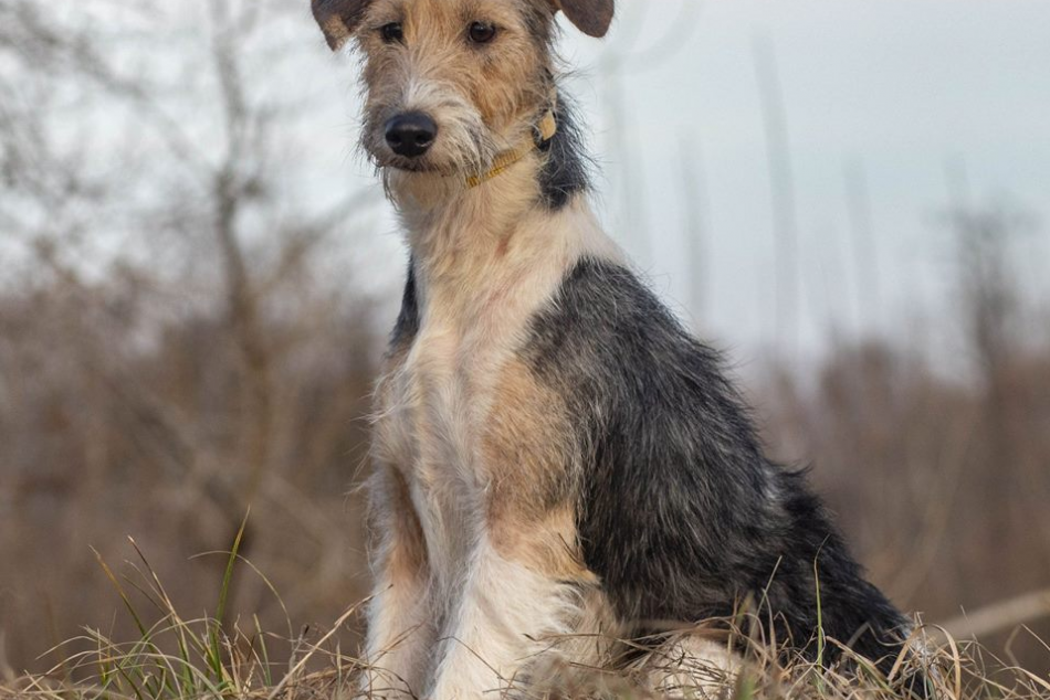 FOTO, Zoberte si domov útulkáča: Štvornohí chlpáči už túžobne čakajú