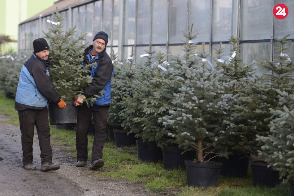 Vianočný stromček