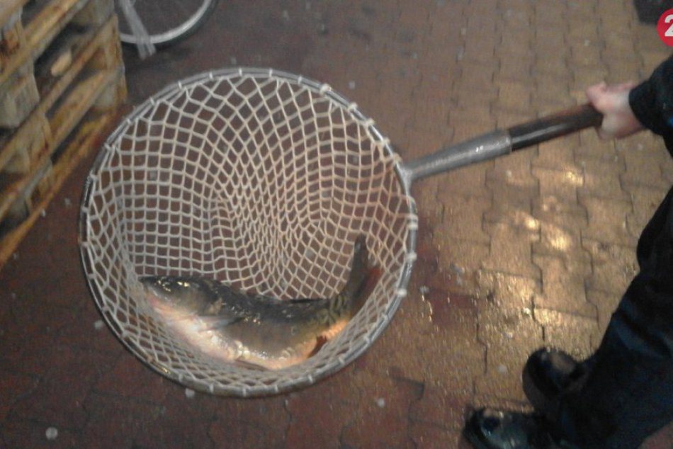 FOTO, Predsviatočná nálada v Šali stúpa: Už máte svoju vianočnú rybu?