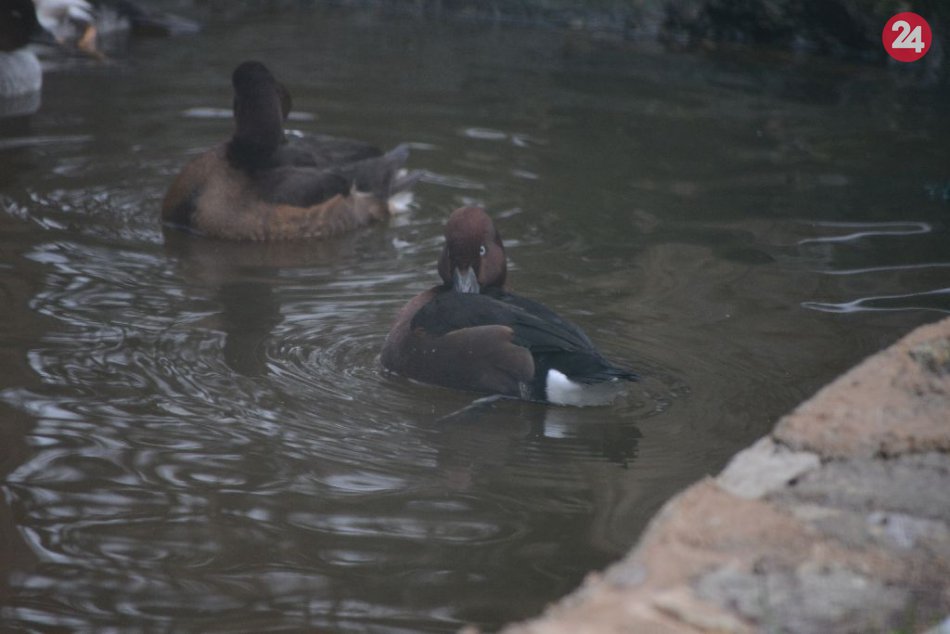 Nové prírastky v ZOO Bratislava