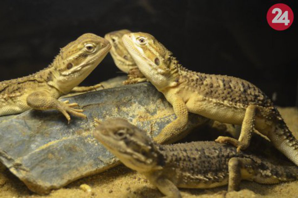 Úspešný rok v zoo Košice