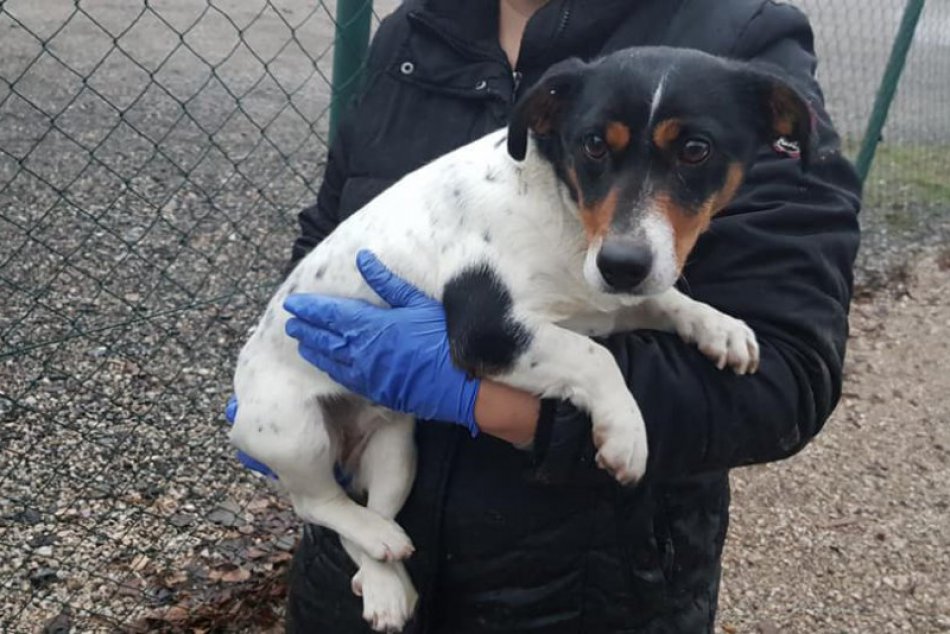 Čo malo nohy to utekalo: Na Silvestra odchytili psíka z Jelšoviec až na R1