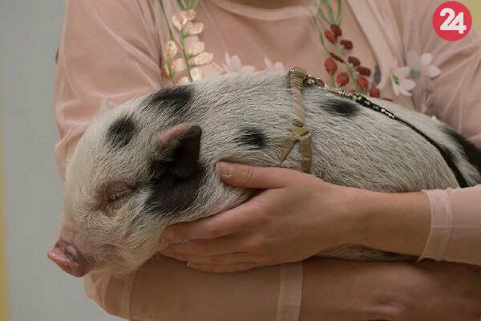 Jožko hľadá nový domov