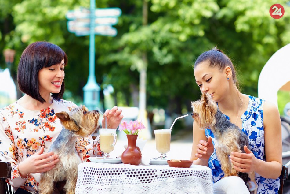 Psy v kaviarňach a reštauráciách