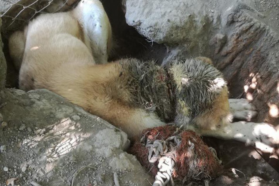 Žena týrala vlčiaka Astora, našli ho v jame priviazaného na reťazi