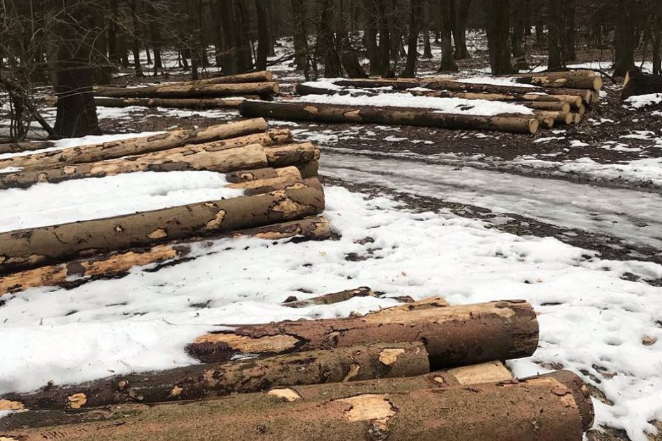 Lesy v okolí Bratislavy treba chrániť