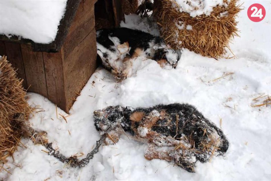 Psy držaní na reťazi