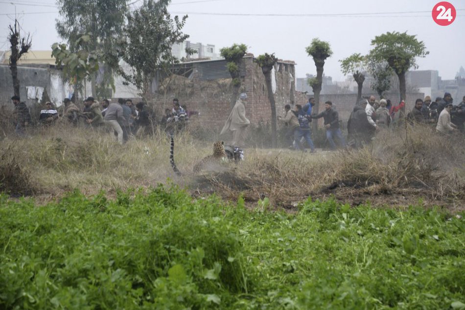 Leopard sa zatúlal do obývanej časti mesta