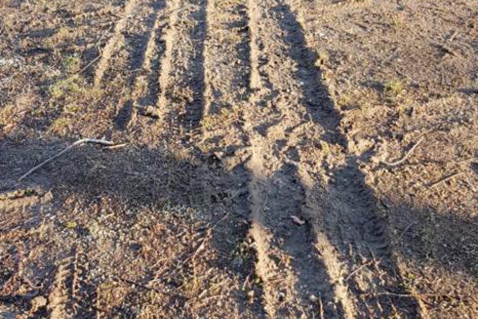 Zničený trávnik po Ružinovskej zabíjačke