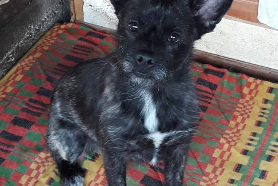 FOTO, Útulkáči prichádzajú: Pomôžte a osvojte si chlpáča