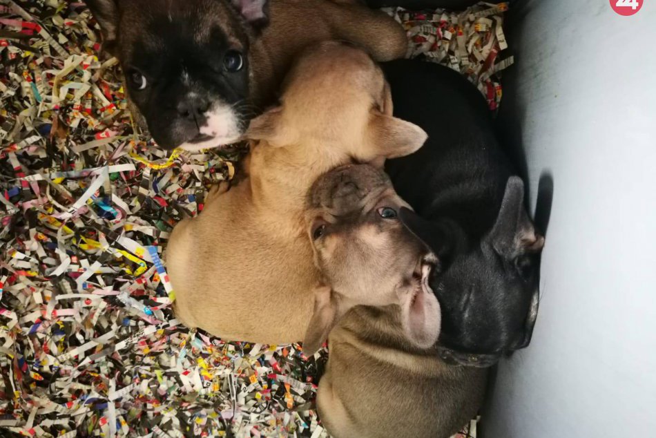 Zadržali osoby, ktoré mali v Taliansku nelegálne predávať šteniatka