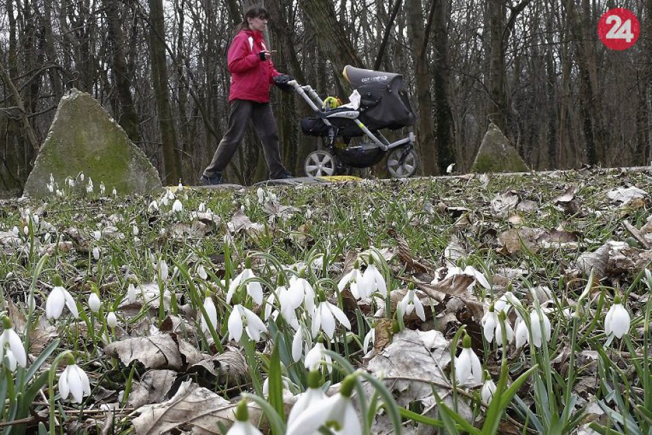 Snežienka jarná teší aj Bratislavčanov