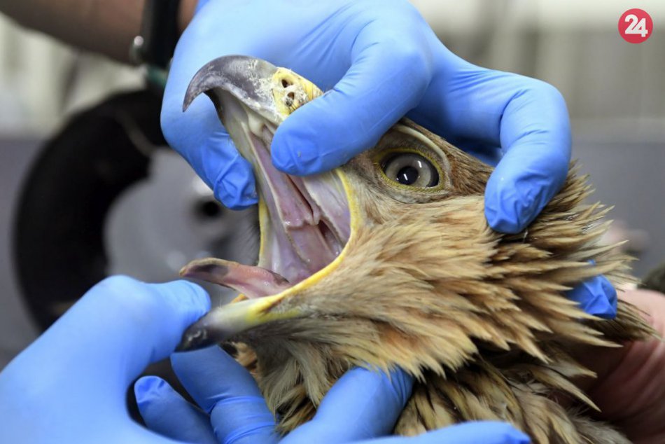 Záchrana orla kráľovského